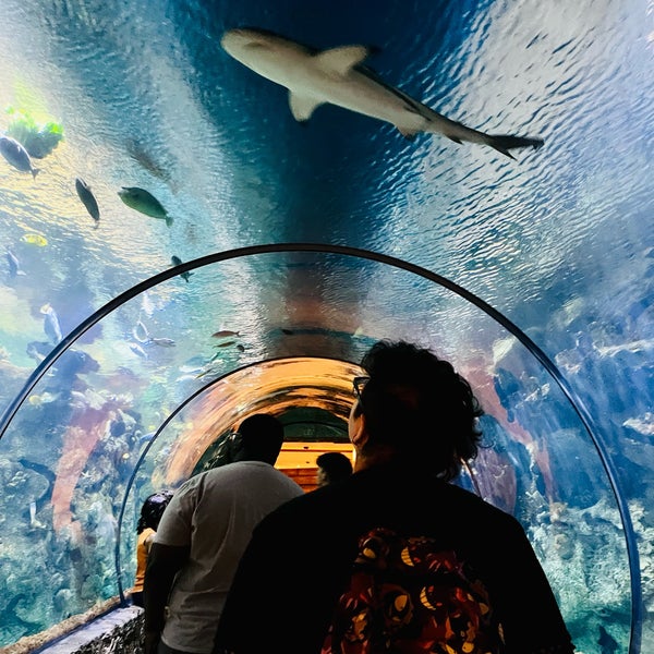 6/11/2022에 Leslie F.님이 Shark Reef Aquarium에서 찍은 사진