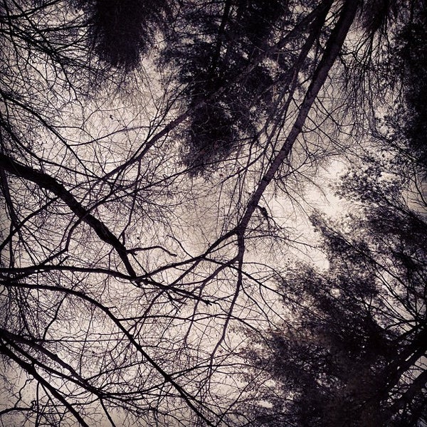 Camp Dancing Bear Campground