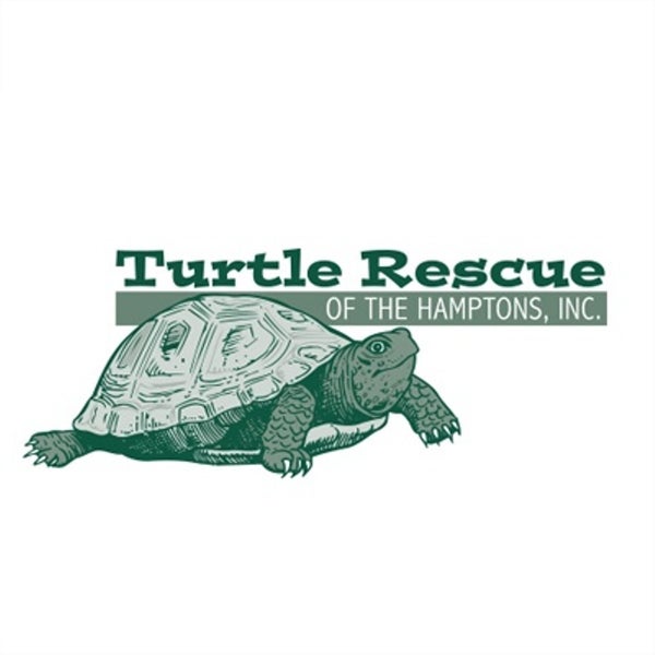 Turtles rescue. Turtles rescue