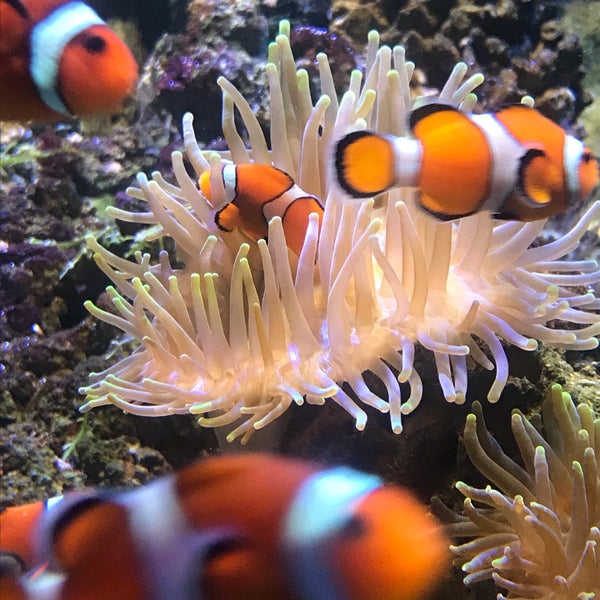 Photo taken at Sea Life by Cleo G. on 8/14/2019