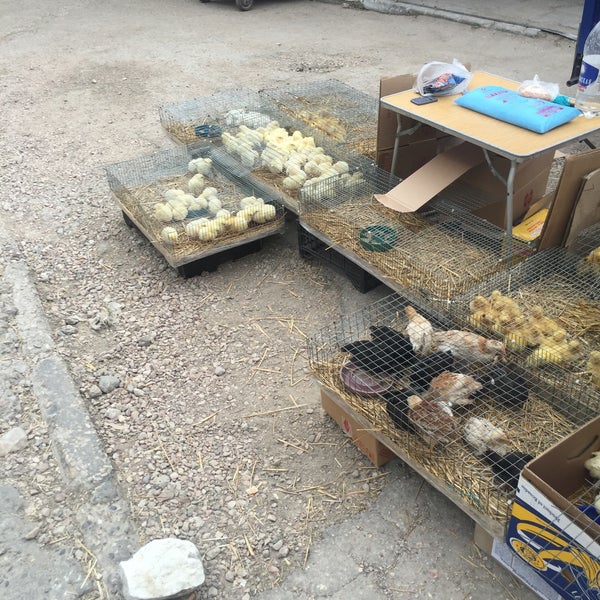 Птичий рынок в москве. Птичий рынок самара. Центральный рынок симферополь птичий рынок. Юмашевский рынок севастополь. Центральный рынок симферополь птичий рынок.