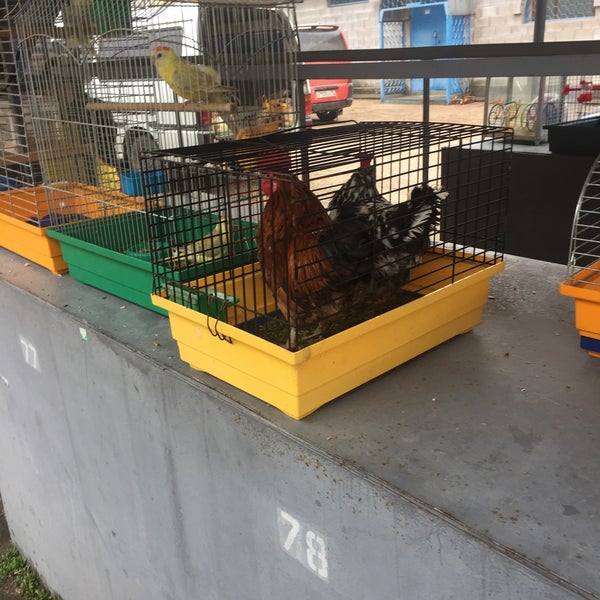 Птичий рынок воронеж. Птичий рынок в москве. Птичий рынок в севастополе. Корабельный рынок севастополь. Животные на птичьем рынке.