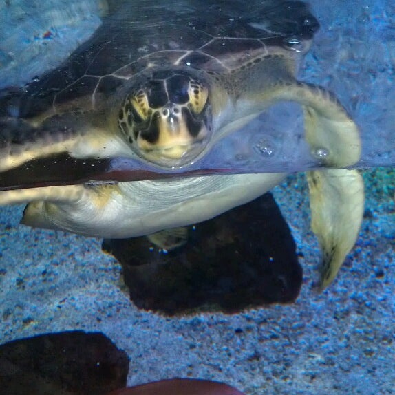 Foto scattata a Sea Life Aquarium da Gabi A. il 5/18/2013
