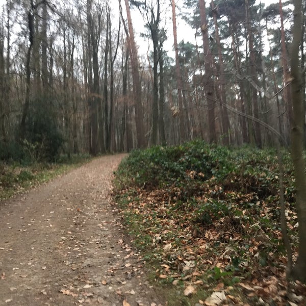 Hallerbos - Forest in Halle
