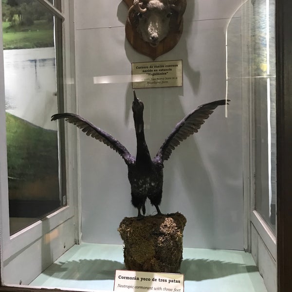 Image result for museo maggiorino borgatello punta arenas