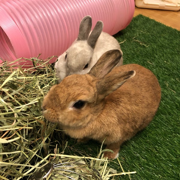 Photos At うさぎカフェ もふれる Rabbit Cafe Moff Rell Cafe In 千代田区
