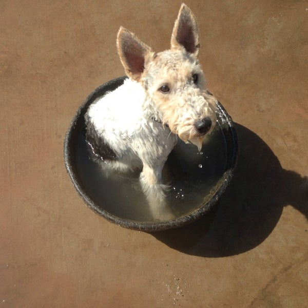 The Dog Lofts Dallas, TX