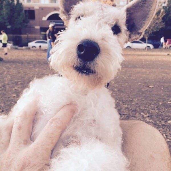 8/23/2015에 Guy🇬🇧 G.님이 Mutts Canine Cantina에서 찍은 사진