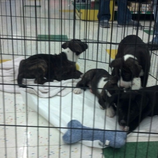 pet supplies plus airport toledo