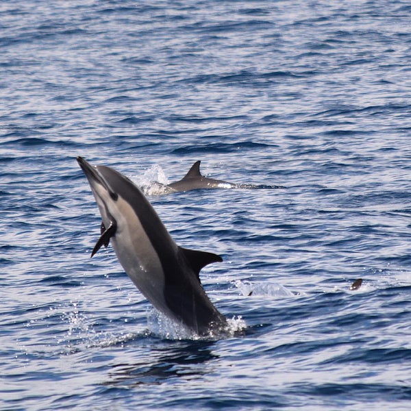 Снимок сделан в Dana Wharf Whale Watching пользователем Angela H. 8/3/2015