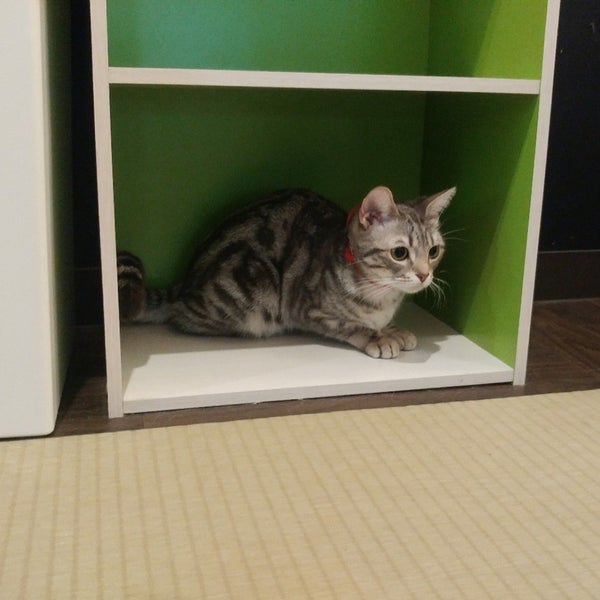 猫喫茶 空陸家 自由が丘店 Pet Cafe 猫喫茶 空陸家 自由が丘店 Pet Cafe
