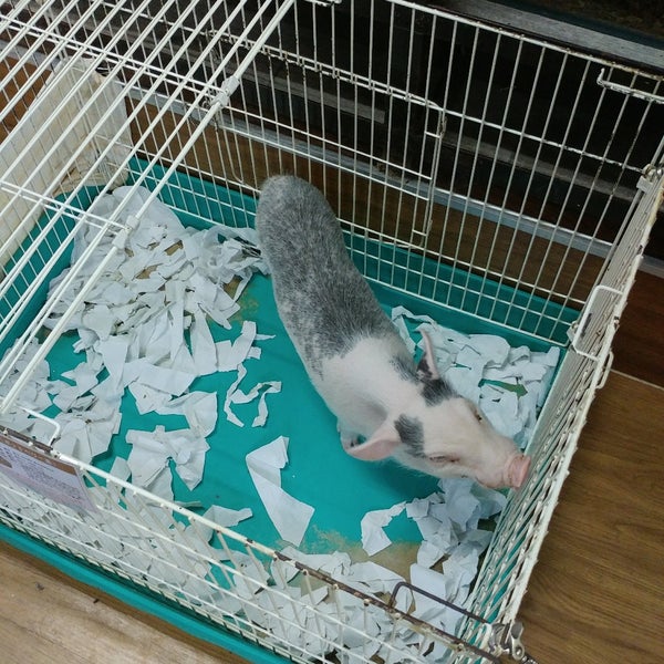 Fotos Em インナー シティ ズー ノア Noah The Inner City Zoo Pet Shop Em 横浜市