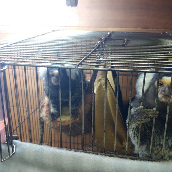 インナー シティ ズー ノア Noah The Inner City Zoo 横浜市のペットショップ インナー シティ ズー ノア Noah The Inner City Zoo 横浜市のペットショップ