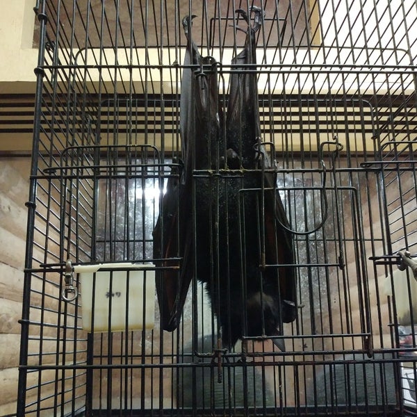 Fotos Em インナー シティ ズー ノア Noah The Inner City Zoo Pet Shop Em 横浜市