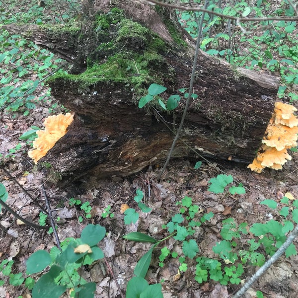 Карта шалово перечицкого заказника