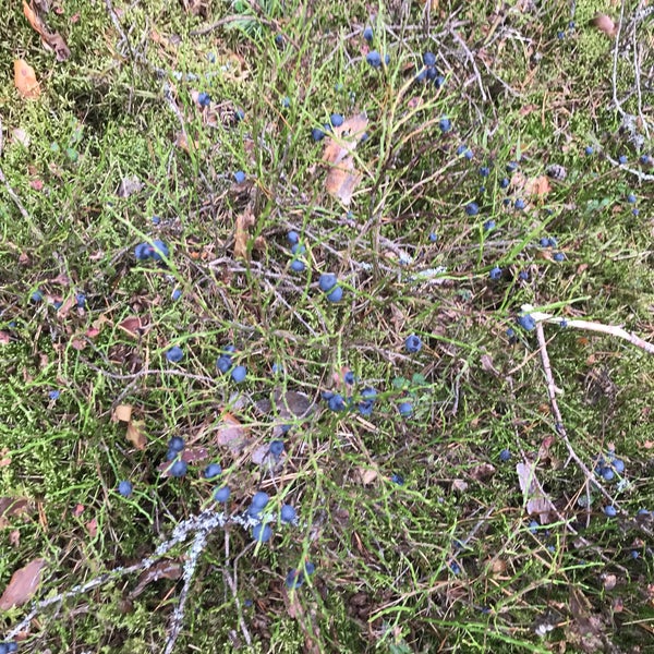 Карта шалово перечицкого заказника