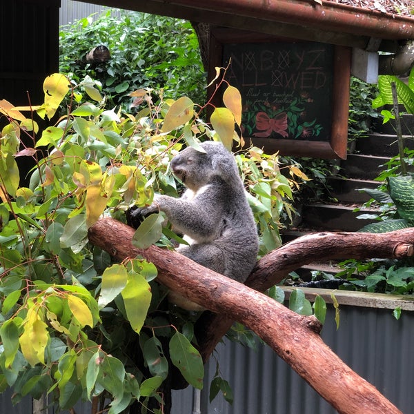 Das Foto wurde bei Kuranda Koala Gardens von Peter M. am 6/1/2019 aufgenommen