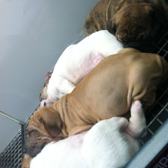 Photo taken at Petland Kennesaw by Jessica L. on 12/15/2012
