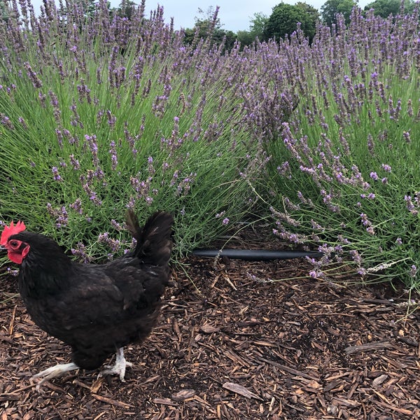 Photo taken at Lavender By the Bay - New York&#39;s Premier Lavender Farm by Becky L. on 7/25/2021