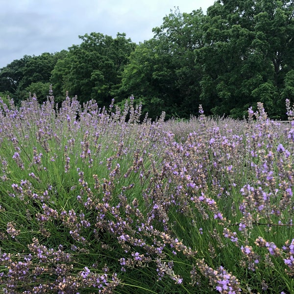 Photo taken at Lavender By the Bay - New York&#39;s Premier Lavender Farm by Becky L. on 7/25/2021