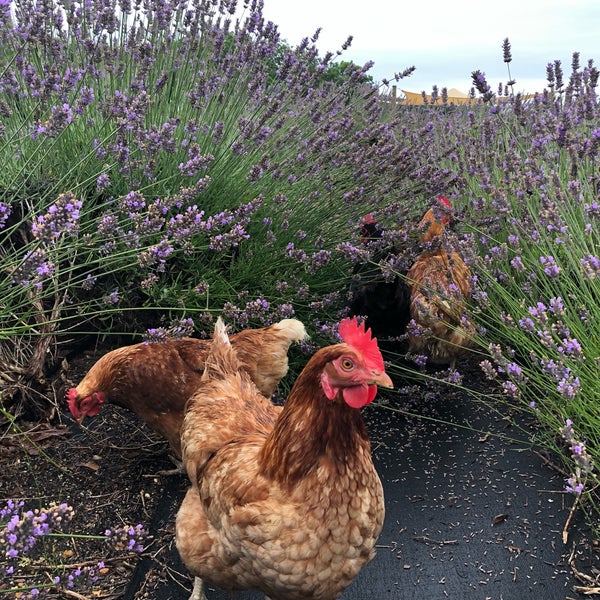 7/25/2021 tarihinde Becky L.ziyaretçi tarafından Lavender By the Bay - New York&#39;s Premier Lavender Farm'de çekilen fotoğraf