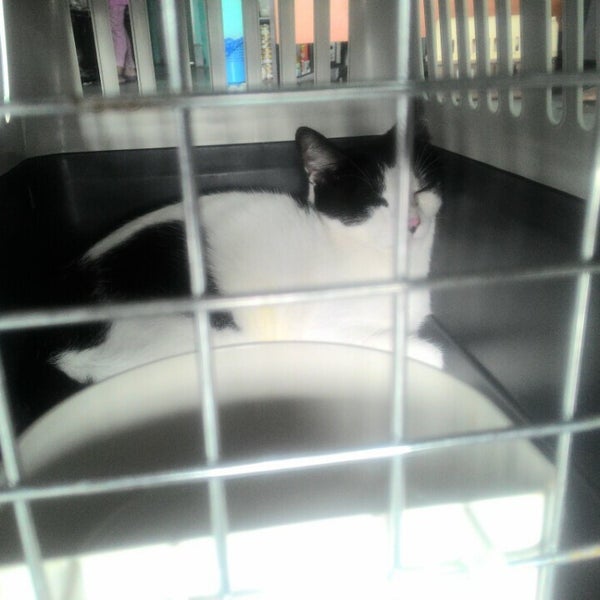 Muezza Veterinary Clinic 10 Tips From 227 Visitors