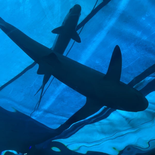 1/6/2022 tarihinde Jon B.ziyaretçi tarafından Maui Ocean Center, The Hawaiian Aquarium'de çekilen fotoğraf