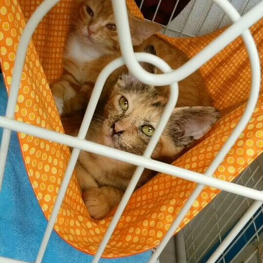 Photos At はちねこ カフェ 八王子市 東京都