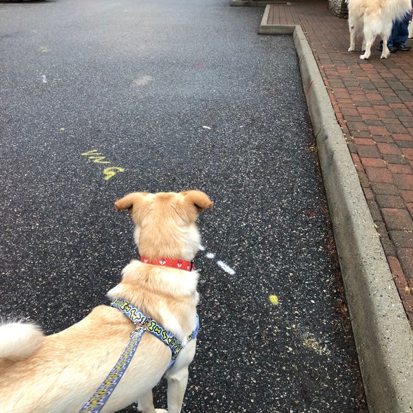 st francis pet resort