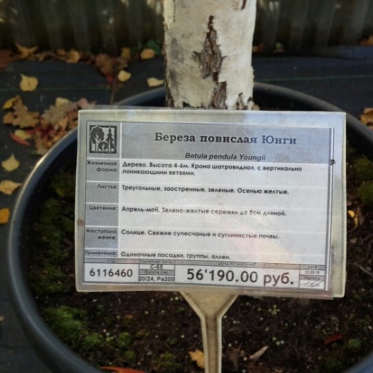 Питомник медра дмитровское. Питомник медра дмитровское