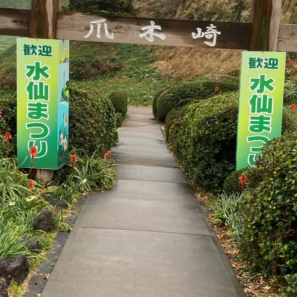伊豆下田水仙まつり 須崎 伊豆下田水仙まつり 須崎