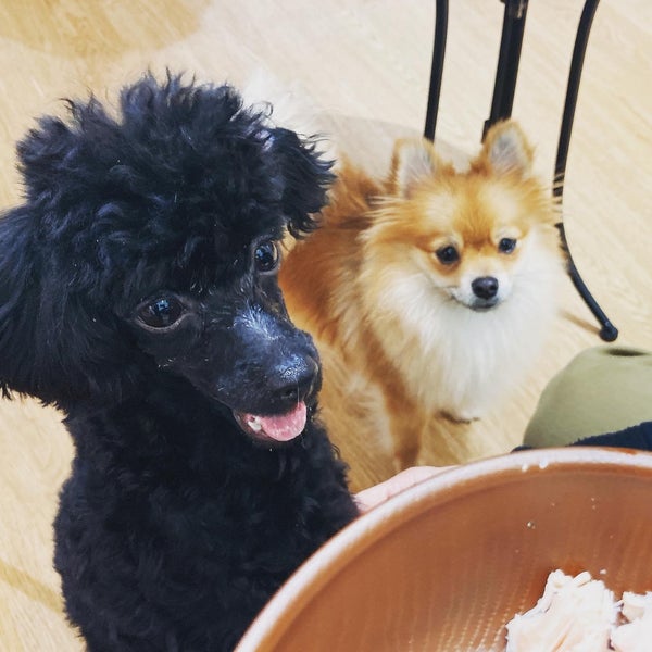 犬カフェ Rio 新宿店 Pet Cafe In Shinjuku 犬カフェ Rio 新宿店 Pet Cafe In Shinjuku