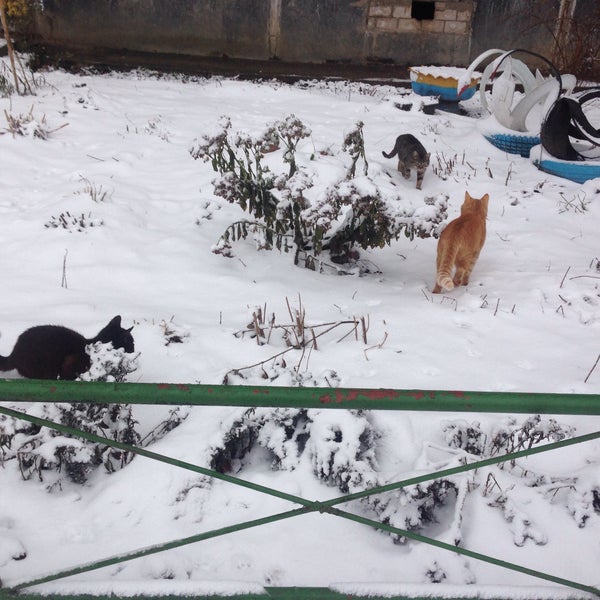 Амбулатория пудомяги. Администрация пудомяги. Амбулатория пудомяги. Памятник в деревне пудомяги. Семейный доктор бобров.