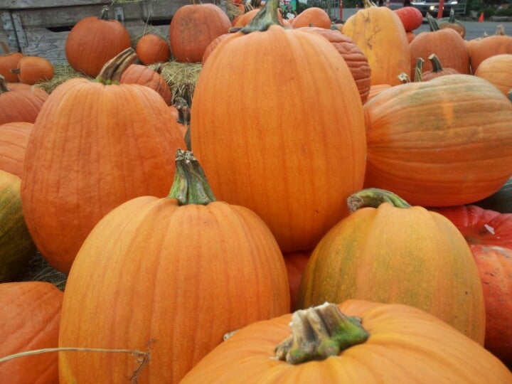 The Pumpkin Patch 12 Tips The Pumpkin Patch 12 Tips