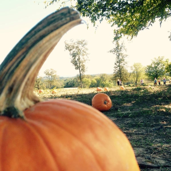 Pumpkin Patch Porn