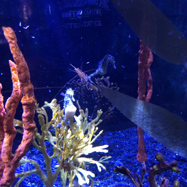 Photo taken at SEA LIFE Minnesota Aquarium by Brock H. on 11/15/2020