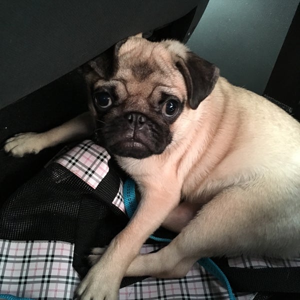 kingdom veterinary clinic