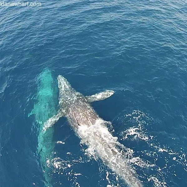 Foto scattata a Dana Wharf Whale Watching da Dana Wharf Whale Watching il 5/26/2015