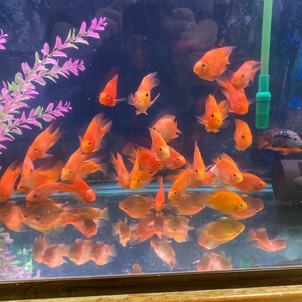 12/19/2019에 Roger M.님이 Pet Zone Tropical Fish에서 찍은 사진