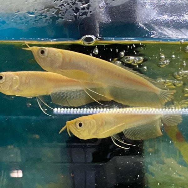9/6/2020에 Roger M.님이 Pet Zone Tropical Fish에서 찍은 사진