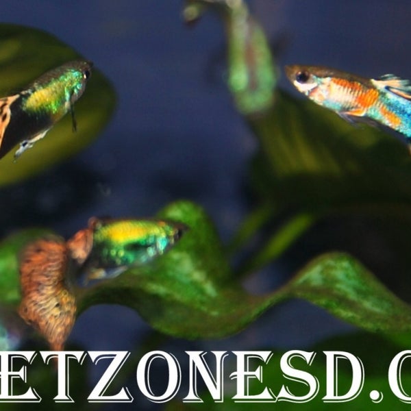 4/12/2013에 Roger M.님이 Pet Zone Tropical Fish에서 찍은 사진