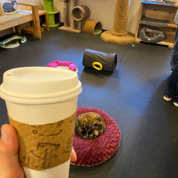 12/28/2019にRoger M.がThe Cat Cafeで撮った写真