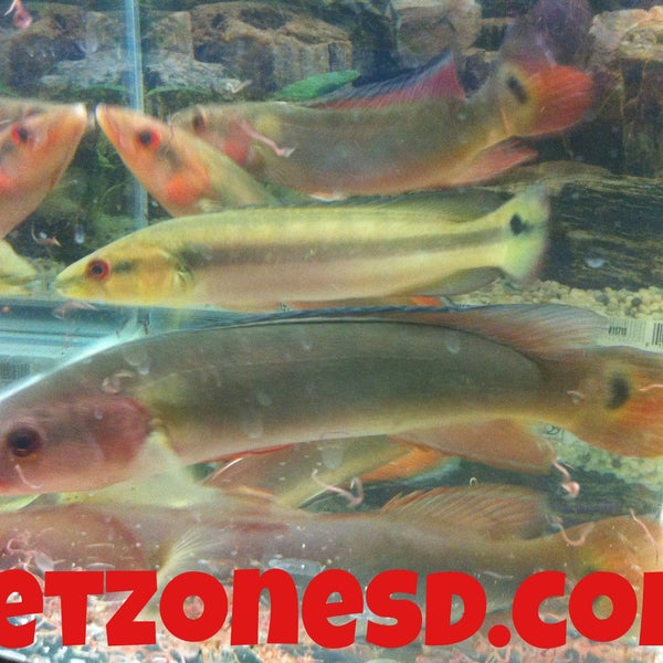 4/23/2013에 Roger M.님이 Pet Zone Tropical Fish에서 찍은 사진