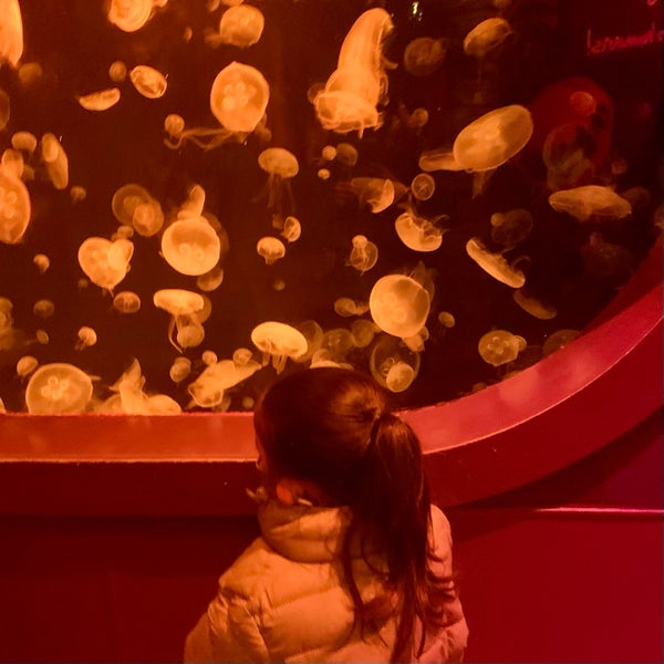2/28/2022にClaudia O.がSEA LIFE Grapevine Aquariumで撮った写真