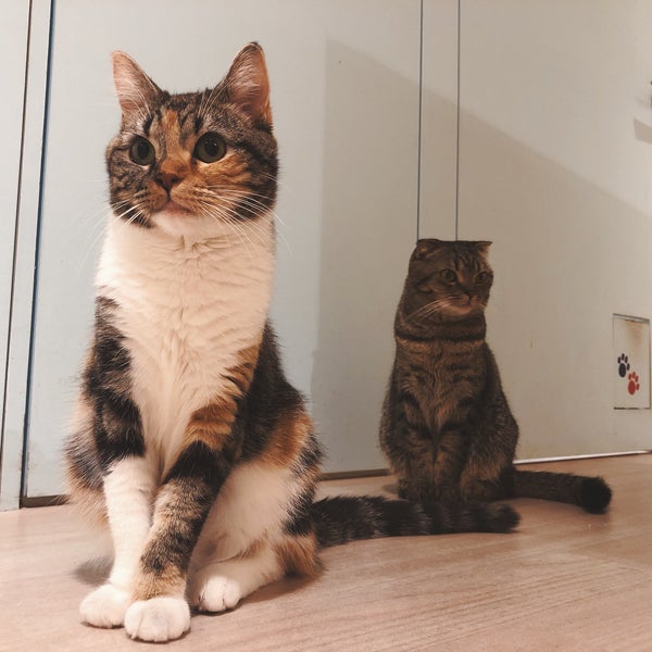 Photos At 猫カフェ Moff Animal Cafe ココサ熊本店 Cafe