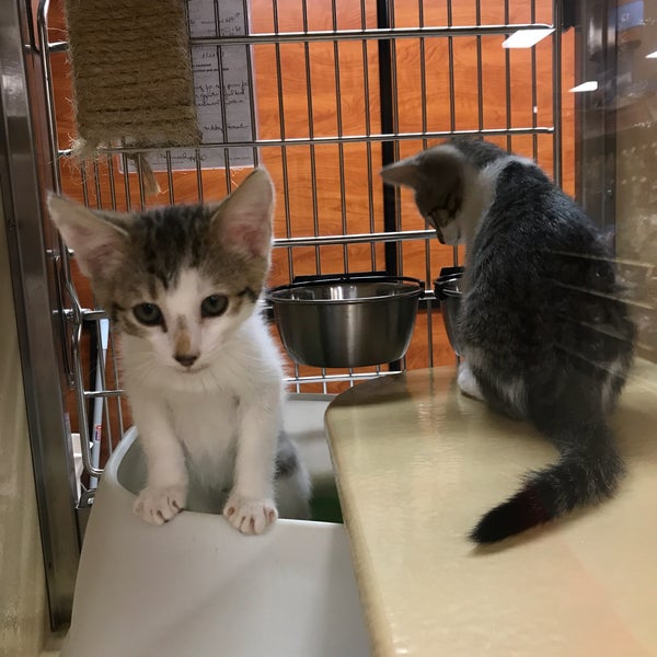 PetSmart Cotswold 9 tips from 826 visitors