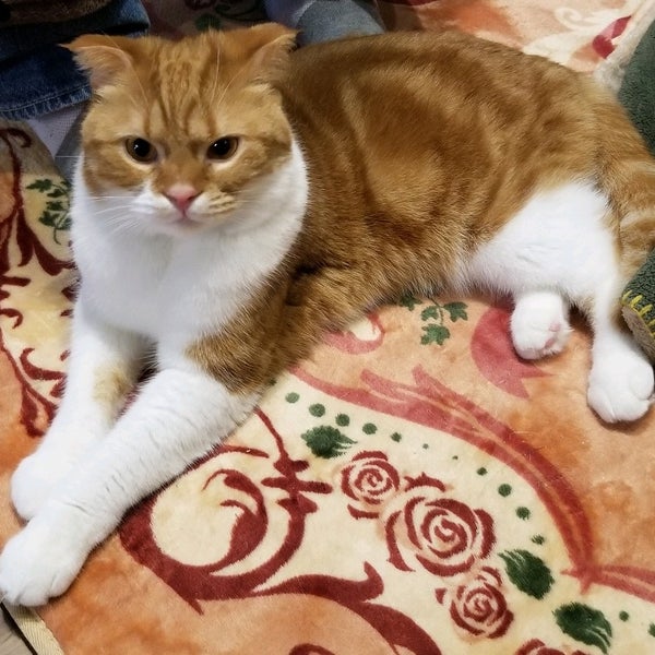 Photos At 古民家猫カフェ ねこ田さん家 梅田 北区中崎西1 7 37