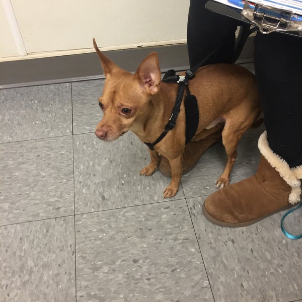 VCA Franklin Park Animal Hospital Franklin Park IL