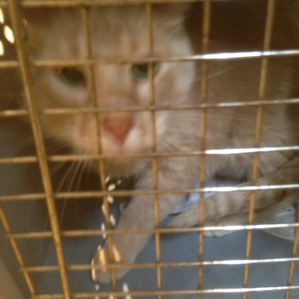 Hobart Animal Clinic Veterinarian