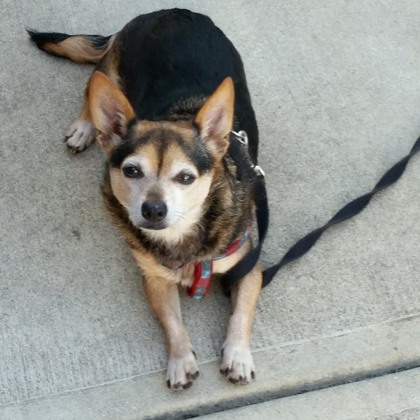 noah's emergency animal hospital